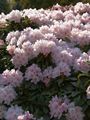 Rhododendron Jacksonii-2 Różanecznik
